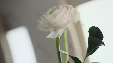 美丽的<strong>白色花</strong>花瓶飞机窗口特写镜头审美温柔的开花